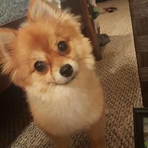 Meet your Posher, Luma